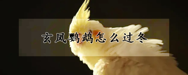玄凤鹦鹉怎么过冬