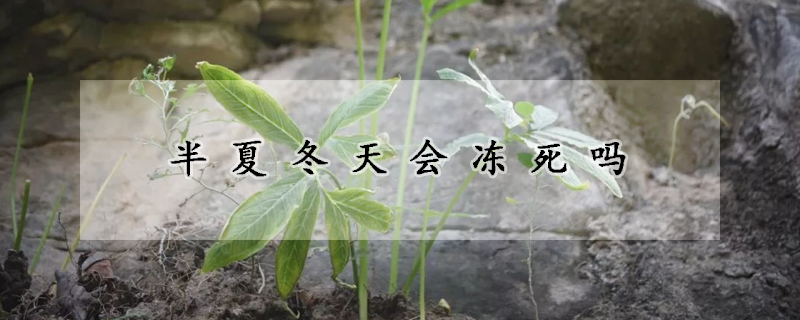 半夏冬天会冻死吗