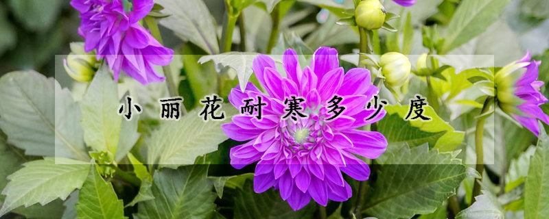 小丽花耐寒多少度