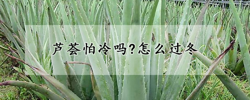 芦荟怕冷吗?怎么过冬