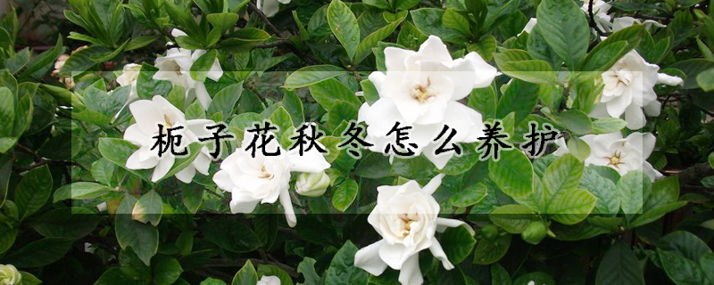 枙子花秋冬怎么养护