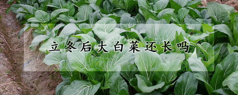 立冬后大白菜还长吗