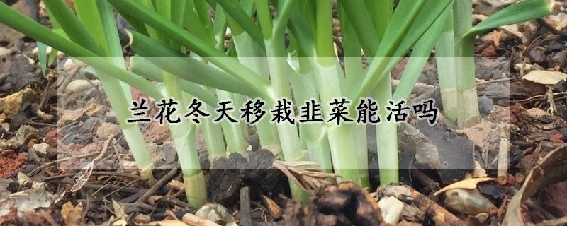 冬天移栽韭菜能活吗