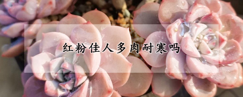 红粉佳人多肉耐寒吗