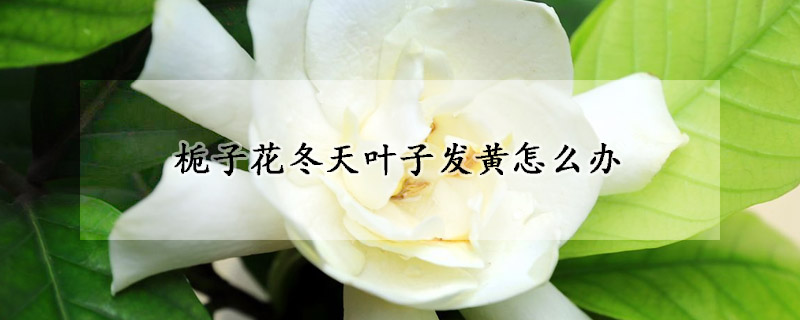 栀子花冬天叶子发黄怎么办