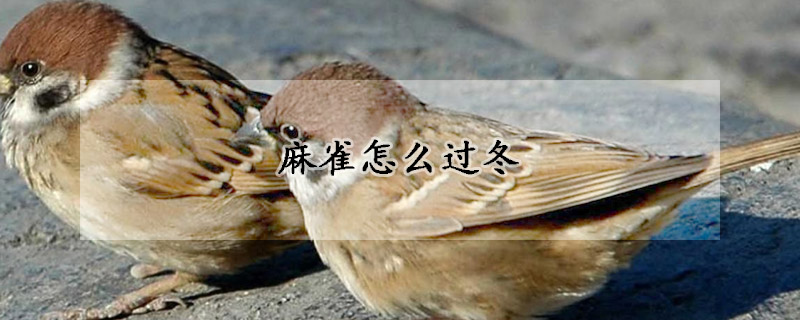 麻雀怎么过冬