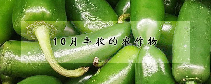 10月丰收的农作物
