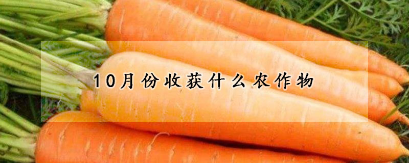 10月份收获什么农作物