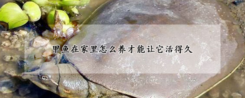 甲鱼在家里怎么养才能让它活得久