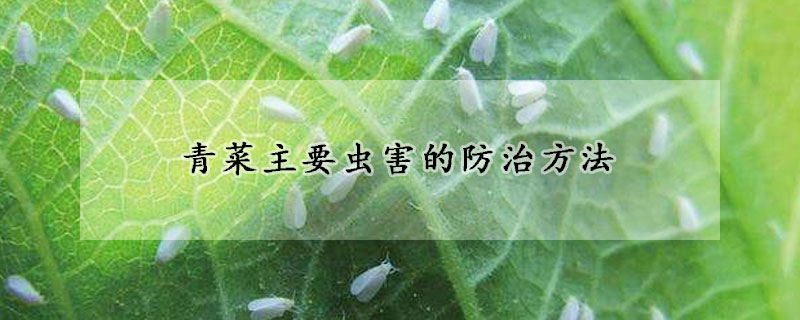 青菜首要虫灾的防治办法 —【发财农业网】