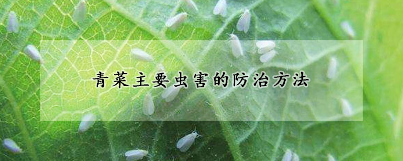 青菜主要虫害的防治方法