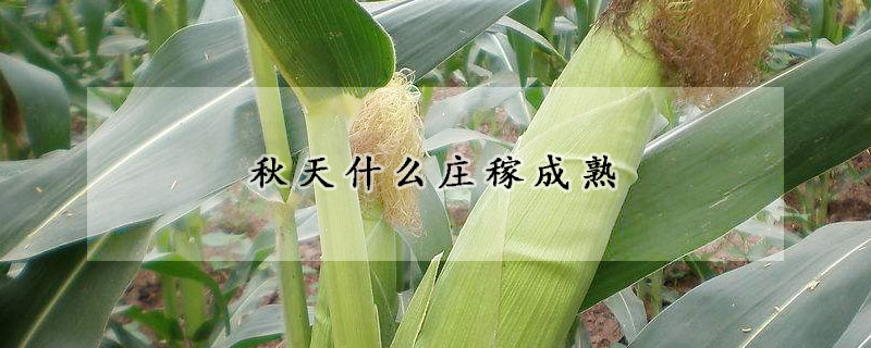 秋天什么庄稼成熟