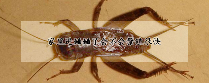 家里进蛐蛐了会不会繁殖很快