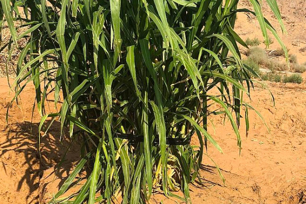 菌草怎样栽培食用菌