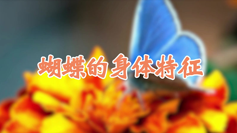 蝴蝶的身体特征