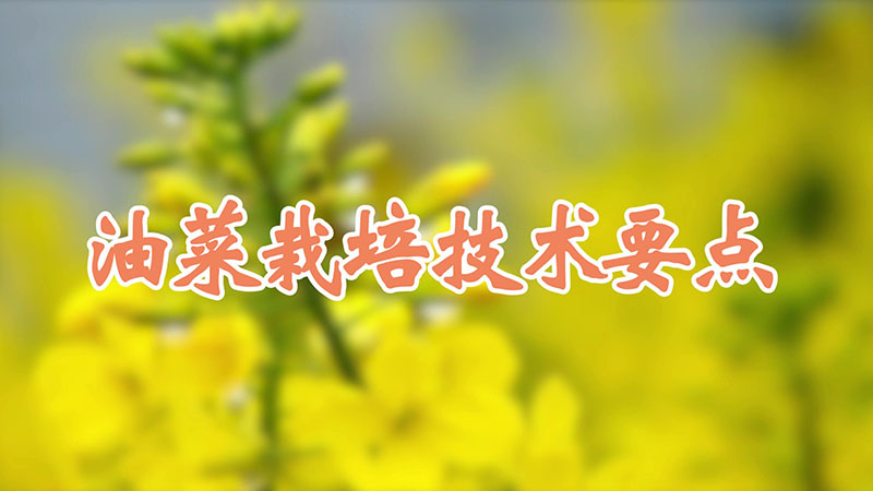 油菜栽培技术要点