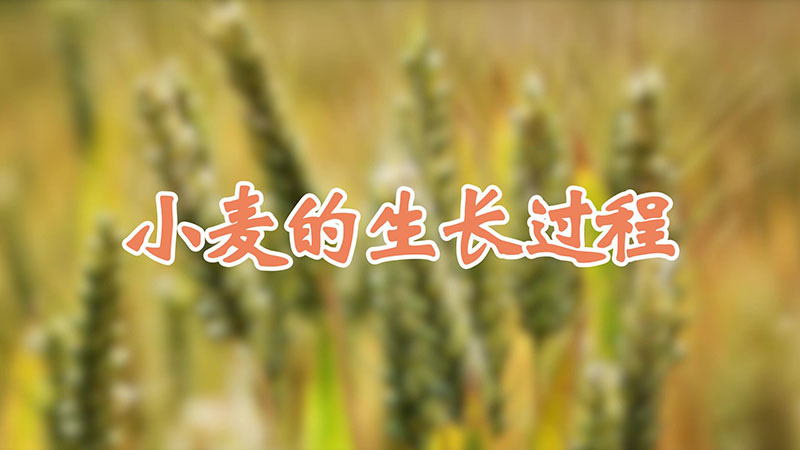 小麦的生长过程