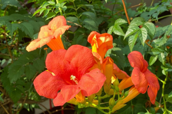 院子里种凌霄花吉利吗 家里种凌霄花禁忌