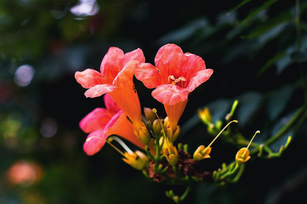 院子里种凌霄花吉利吗 家里种凌霄花禁忌