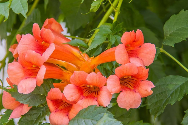 院子里种凌霄花吉利吗 家里种凌霄花禁忌