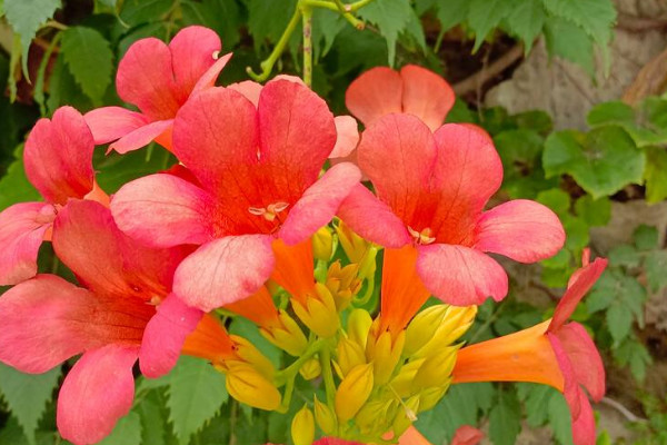 院子里种凌霄花吉利吗 家里种凌霄花禁忌