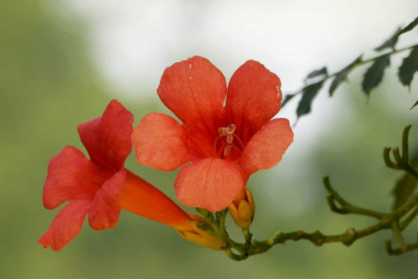 院子里种凌霄花吉利吗 家里种凌霄花禁忌