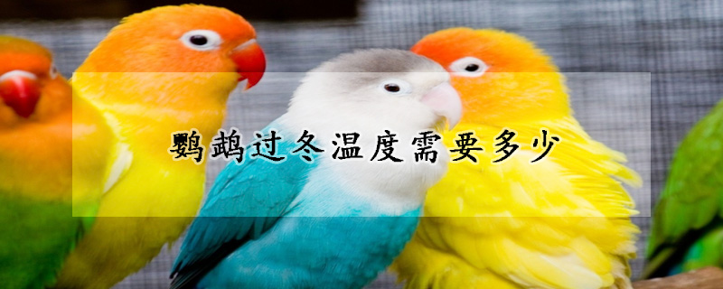 鹦鹉过冬温度需要多少