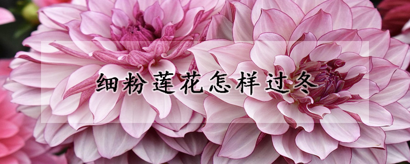 细粉莲花怎样过冬