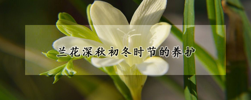 兰花深秋初冬时节的养护