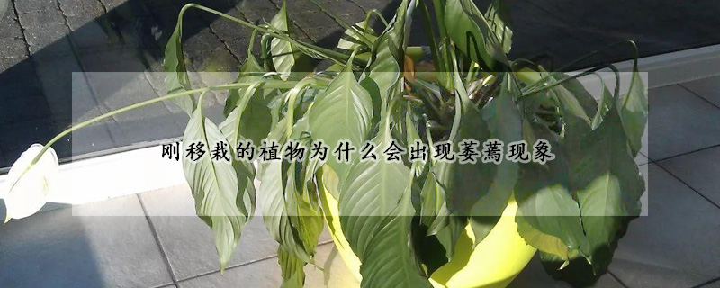 刚移栽的植物为什么会出现萎蔫现象