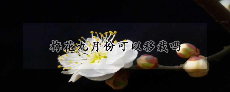 梅花九月份可以移栽吗