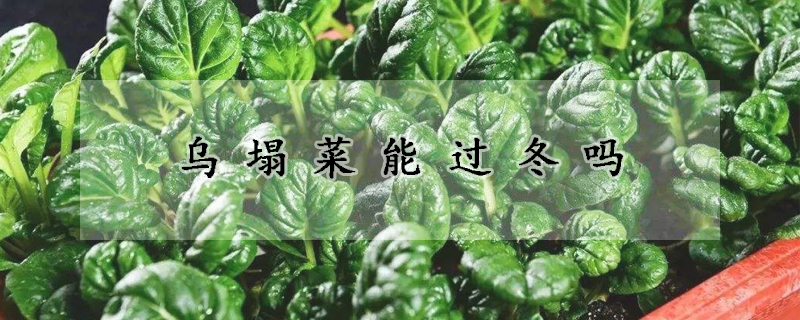 乌塌菜能过冬吗