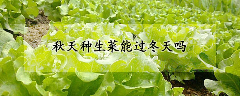 秋天种生菜能过冬天吗