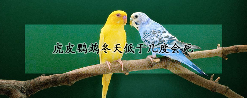虎皮鹦鹉冬天低于几度会死
