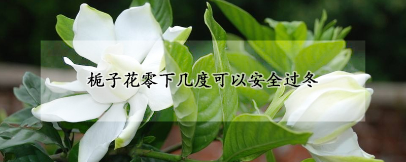 栀子花零下几度可以安全过冬