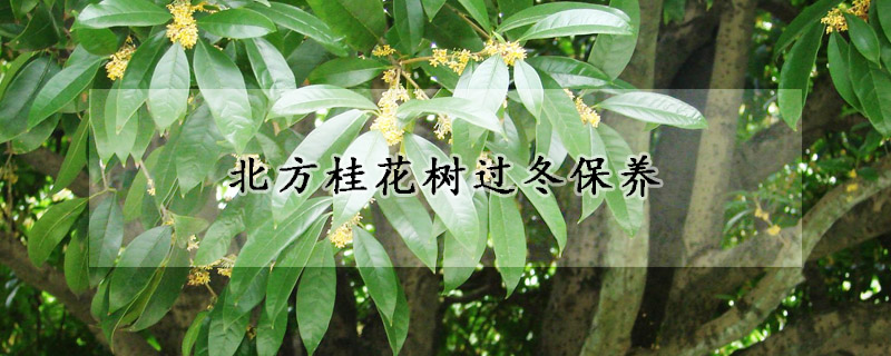 北方桂花树过冬保养