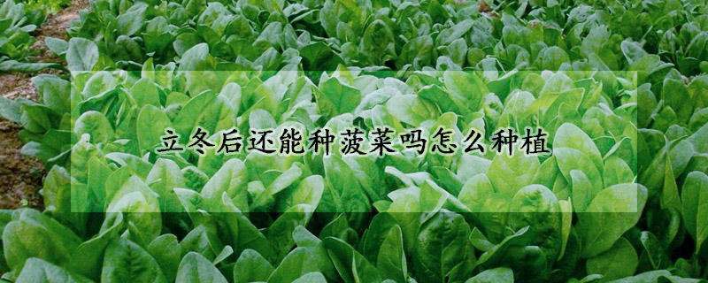 立冬后还能种菠菜吗怎么种植