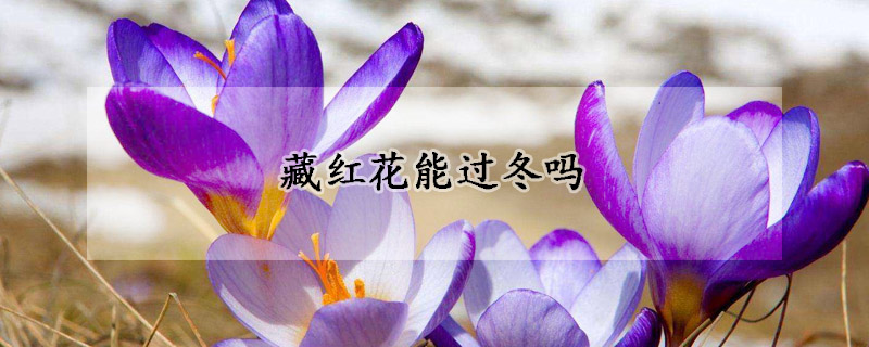 藏红花能过冬吗