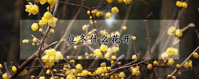 立冬什么花开