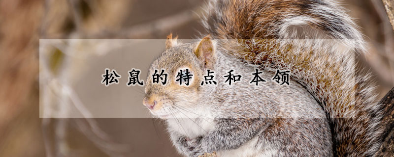 松鼠的特点和本领