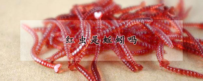 红虫是蚯蚓吗