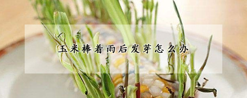 玉米棒着雨后发芽怎么办