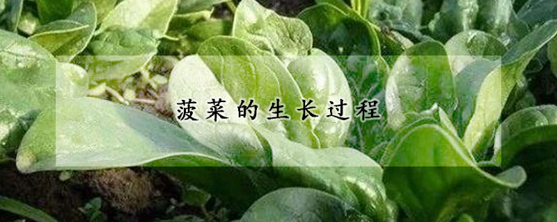 菠菜的生长过程