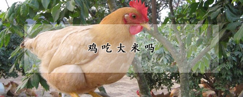 鸡吃大米吗
