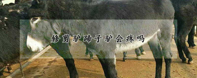 修剪驴蹄子驴会疼吗