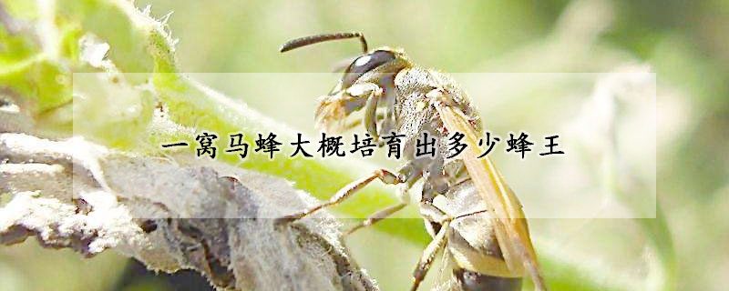 一窝马蜂大概培育出多少蜂王