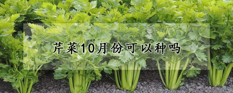 芹菜10月份可以种吗