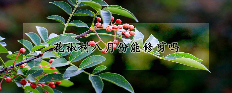 花椒树八月份能修剪吗