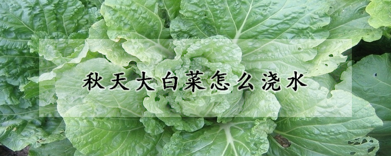 秋天大白菜怎么浇水