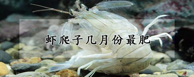 虾爬子几月份最肥